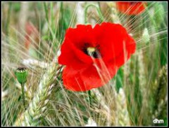 téléchargement (3).jpg